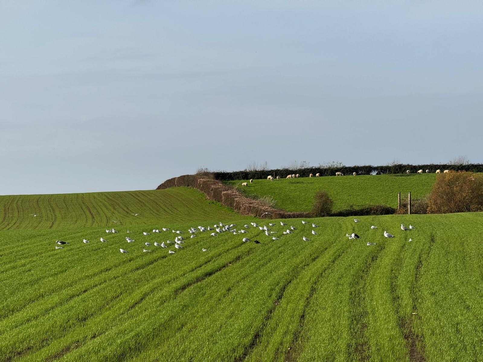 Flock of Gulls in the fields Nov 6th 25